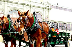 Image of two horses and buggy pulling passengers