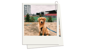 Image of old polaroid photos of dogs