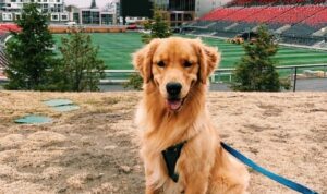 Image of a Golden Retriever walking on leash at Lansdowne